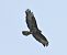 Poiana (Buteo buteo) © Tiziana Ciaghi