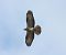 Falco pecchiaiolo (Pernis apivorus) © Tiziana Ciaghi