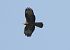 Falco pecchiaiolo (Pernis apivorus) © Tiziana Ciaghi