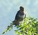 Poiana (Buteo buteo) © Tiziana Ciaghi