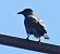 Cornacchia grigia (Corvus cornix) © Tiziana Ciaghi