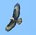 Poiana (Buteo buteo) © Tiziana Ciaghi