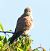 Gheppio (Falco tinnunculus) © Tiziana Ciaghi