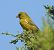 Verdone (Chloris chloris) © Tiziana Ciaghi