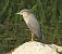 Nitticora (Nycticorax nycticorax) © Tiziana Ciaghi