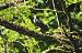 Storno (Sturnus vulgaris) © Tiziana Ciaghi
