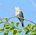 Prispolone (Anthus trivialis) © Tiziana Ciaghi