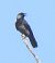 Cornacchia grigia (Corvus cornix) © Tiziana Ciaghi