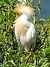 Airone guardabuoi (Ardea ibis) © Tiziana Ciaghi
