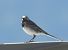 Ballerina bianca (Motacilla alba) © Tiziana Ciaghi