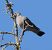 Common Wood Pigeon (Columba palumbus) © Tiziana Ciaghi