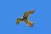 Gheppio (Falco tinnunculus) © Ferruccio Nava