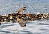 Corriere grosso (Charadrius hiaticula) © Roberto Brembilla