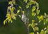 Luì bianco (Phylloscopus bonelli) © Roberto Brembilla