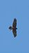 Falco di palude (Circus aeruginosus) © Simona Corbellini