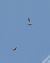 Poiana (Buteo buteo) © Simona Corbellini