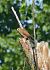 Gheppio (Falco tinnunculus) © Simona Corbellini