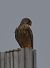 Gheppio (Falco tinnunculus) © Simona Corbellini