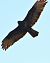 Poiana (Buteo buteo) © Simona Corbellini