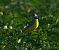 Cutrettola (Motacilla flava) © Simona Corbellini