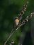 Stiaccino (Saxicola rubetra) © Simona Corbellini