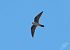 Falco cuculo (Falco vespertinus) © Alberto Calcaterra