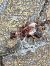 Rondone comune (Apus apus) © Laura Falcinelli