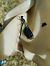 Calopteryx virgo © Sara Stella (FVG)