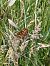 Melitaea sp.  - Sara Stella (FVG)