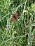 Melitaea sp. © Sara Stella (FVG)
