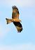 Black Kite (Milvus migrans) © Angelo Matteucci