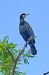 Cormorano (Phalacrocorax carbo) © Angelo Matteucci