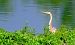 Airone rosso (Ardea purpurea) © Angelo Matteucci