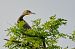 Cormorano (Phalacrocorax carbo) © Angelo Matteucci