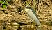 Nitticora (Nycticorax nycticorax) © Angelo Matteucci