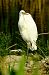 Airone bianco (Ardea alba) © Angelo Matteucci