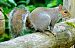 Scoiattolo comune europeo (Sciurus vulgaris) © Angelo Matteucci