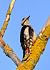 Picchio verde (Picus viridis) © Angelo Matteucci