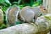 Scoiattolo grigio (Sciurus carolinensis) © Angelo Matteucci