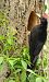 Pic noir (Dryocopus martius) © Angelo Matteucci