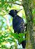 Pic noir (Dryocopus martius) © Angelo Matteucci