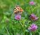 Painted Lady (Vanessa cardui) © Denise Schneider