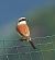 Averla piccola (Lanius collurio) © Denise Schneider