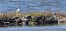 Avocetta (Recurvirostra avosetta) © Franco Ranucci