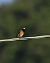 Codirosso (Phoenicurus phoenicurus) © Pezza Silvia