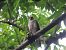 Sparviere (Accipiter nisus) © Sabrina Ambrogetti