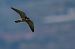 Lodolaio (Falco subbuteo) © Pier Podavini