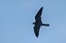 Lodolaio (Falco subbuteo) © Pier Podavini