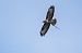 Poiana (Buteo buteo) © Pier Podavini