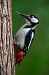 Picchio rosso maggiore (Dendrocopos major) © Pier Podavini